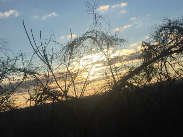 Bare branches silhouetted against sunset sky