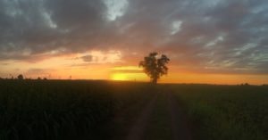 Serene sunset landscape with solitary tree